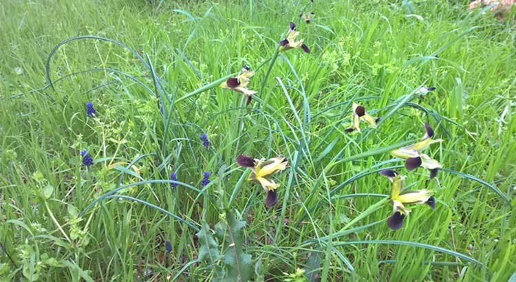 La biodiversità a Noci
