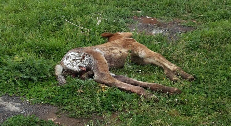Puledri morti nelle masserie: tornano i lupi?