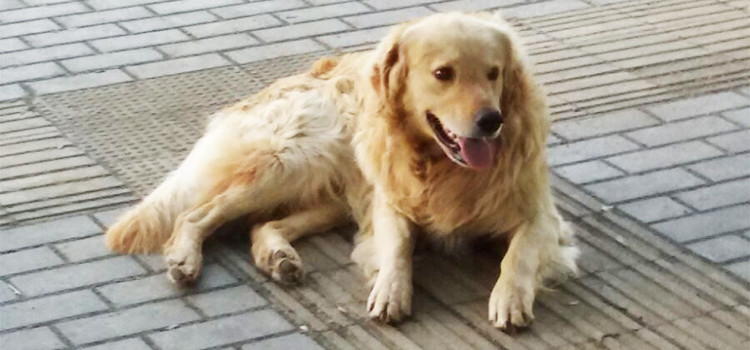 “L’emergenza” dell’abbandono cani nel periodo estivo