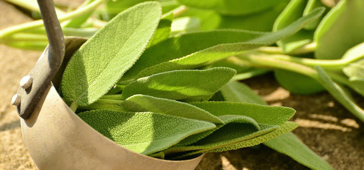 L’oro verde