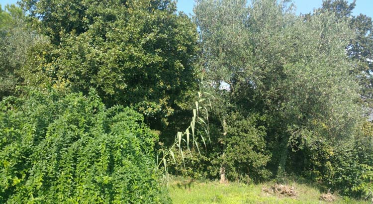 albero-bosco-verde