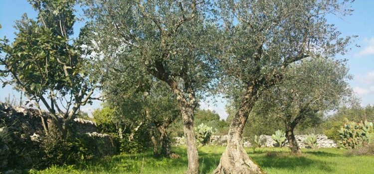 Misure anti Xylella fastidiosa