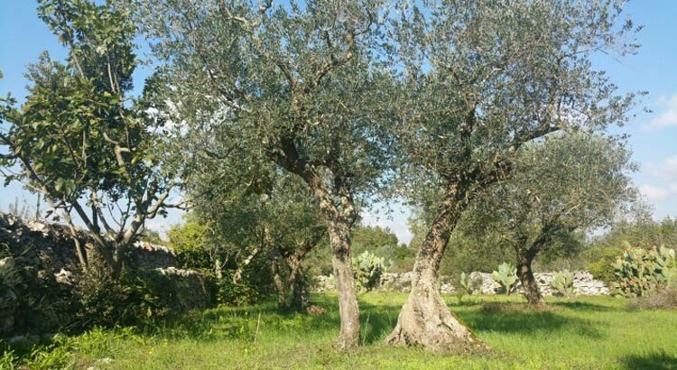 Misure anti Xylella fastidiosa