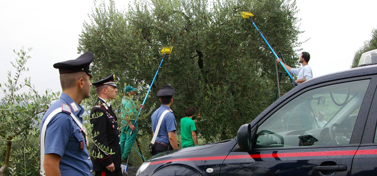 Sicurezza agroalimentare: sequestrati 15mila litri di olio