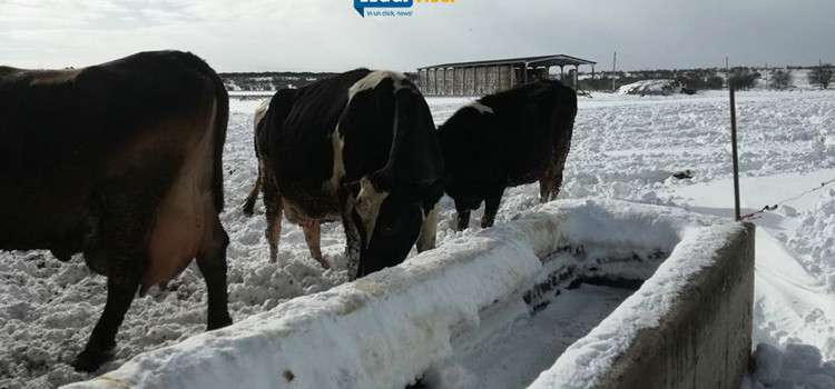 Cinque giorni di neve, zootecnia al collasso