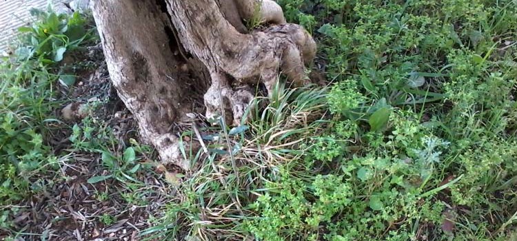 Suolo e sottosuolo di Noci Suolo e sottosuolo di Noci