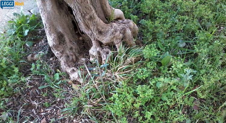 Suolo e sottosuolo di Noci Suolo e sottosuolo di Noci