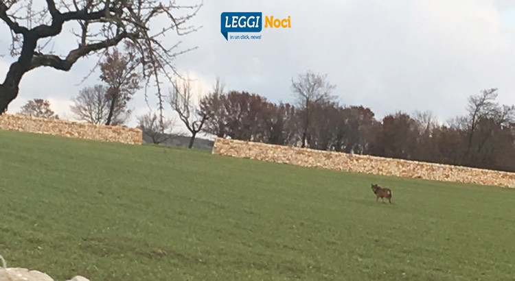 Lupi nelle campagne, ancora attacchi