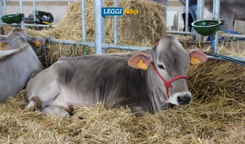 Truffa del latte, allevatori nocesi vittime di raggiro