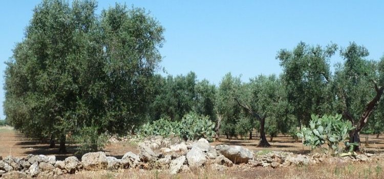 Xylella fastidiosa: monitoraggio Comune di Noci