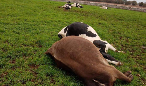 Maltempo, a Noci un fulmine uccide mucche al pascolo