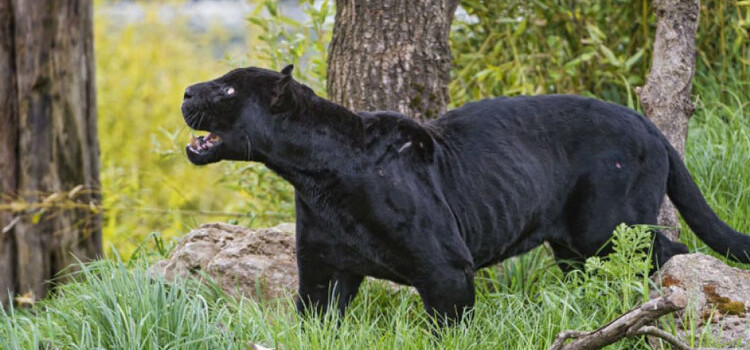 Pericolo pantera sul territorio