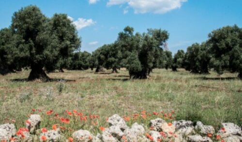 Regione impone pulizia per contrastare la diffusione della Xylella
